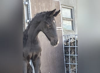 Koń hanowerski, Ogier, Źrebak (05/2024), 174 cm, Może być siwy