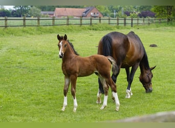 Koń hanowerski, Ogier, Źrebak (04/2026), Gniada