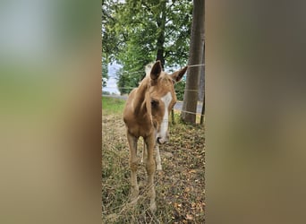 Koń hanowerski, Ogier, Źrebak (06/2025), Izabelowata