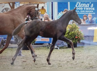 Koń hanowerski, Ogier, Źrebak (05/2025), Kara