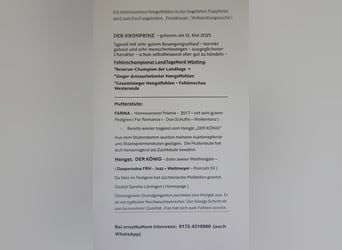 Koń hanowerski, Ogier, Źrebak (05/2025), Kara
