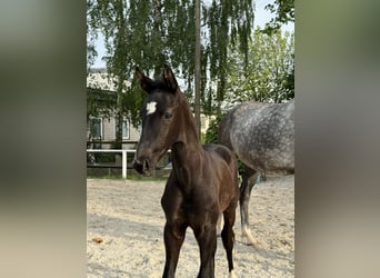 Koń hanowerski, Ogier, Źrebak (04/2026), Kara