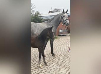 Koń hanowerski, Ogier, Źrebak (03/2024), Może być siwy