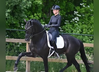 Koń hanowerski, Wałach, 10 lat, 161 cm, Kara