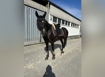 Koń hanowerski, Wałach, 10 lat, 166 cm, Kara