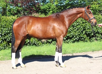 Koń hanowerski, Wałach, 10 lat, 168 cm, Gniada