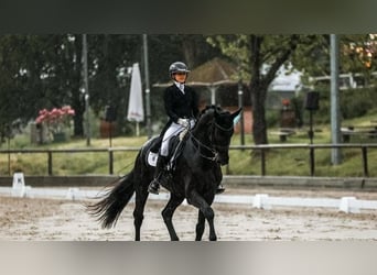 Koń hanowerski, Wałach, 10 lat, 171 cm, Kara