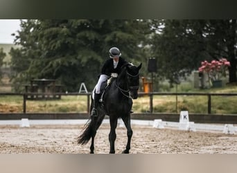 Koń hanowerski, Wałach, 10 lat, 171 cm, Kara