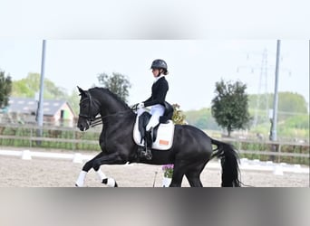 Koń hanowerski, Wałach, 10 lat, 171 cm, Kara