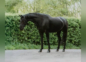 Koń hanowerski, Wałach, 10 lat, 171 cm, Kara