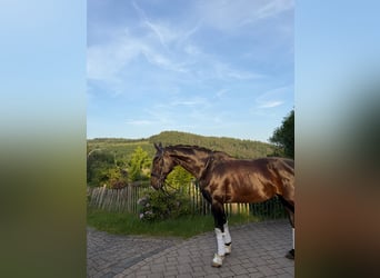 Koń hanowerski, Wałach, 10 lat, 172 cm, Kara