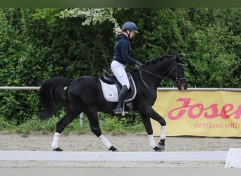 Koń hanowerski, Wałach, 10 lat, 172 cm, Kara