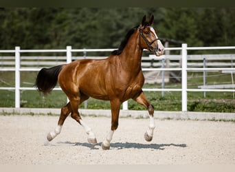 Koń hanowerski, Wałach, 10 lat, Gniada