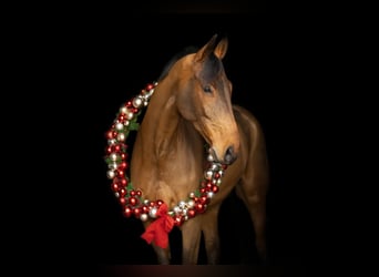 Koń hanowerski, Wałach, 11 lat, 174 cm, Gniada