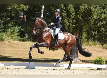 Koń hanowerski, Wałach, 11 lat, 176 cm, Ciemnogniada
