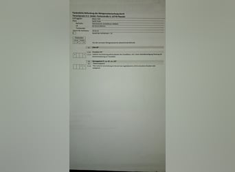 Koń hanowerski, Wałach, 11 lat, 178 cm, Skarogniada