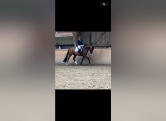 Koń hanowerski, Wałach, 11 lat, Gniada