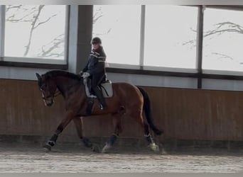 Koń hanowerski, Wałach, 11 lat, Gniada