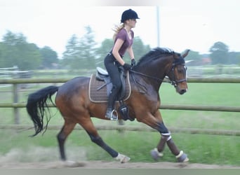 Koń hanowerski, Wałach, 12 lat, 165 cm, Gniada