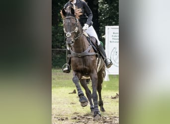 Koń hanowerski, Wałach, 12 lat, 166 cm, Skarogniada