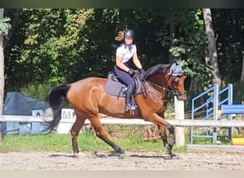 Koń hanowerski, Wałach, 13 lat, 180 cm, Gniada