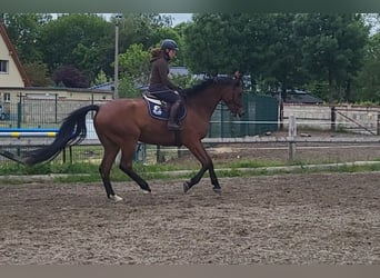 Koń hanowerski, Wałach, 13 lat, 180 cm, Gniada