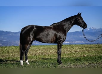 Koń hanowerski, Wałach, 14 lat, 165 cm, Skarogniada