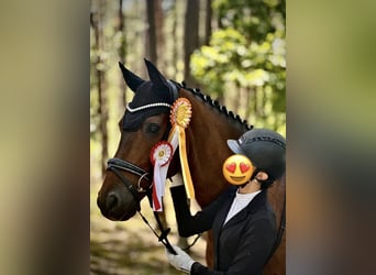 Koń hanowerski, Wałach, 18 lat, 166 cm, Gniada