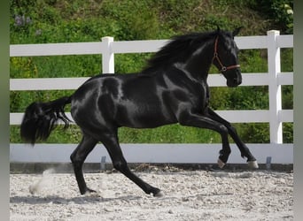 Koń hanowerski, Wałach, 1 Rok, 170 cm, Kara