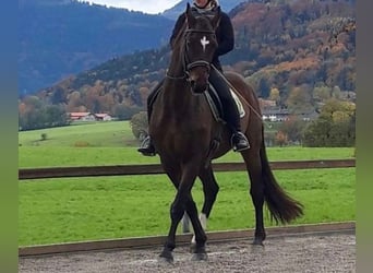 Koń hanowerski, Wałach, 20 lat, 170 cm, Gniada