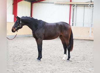 Koń hanowerski, Wałach, 2 lat, 170 cm, Ciemnogniada