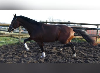 Koń hanowerski, Wałach, 2 lat, 170 cm, Gniada