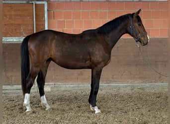 Koń hanowerski, Wałach, 2 lat, 172 cm, Ciemnogniada