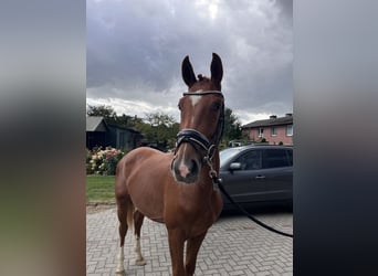 Koń hanowerski, Wałach, 2 lat, Kasztanowata
