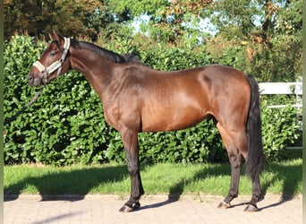 Koń hanowerski, Wałach, 3 lat, 162 cm, Gniada