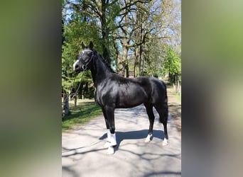 Koń hanowerski, Wałach, 3 lat, 162 cm, Kara