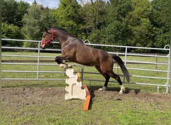 Koń hanowerski Mix, Wałach, 3 lat, 164 cm, Ciemnogniada