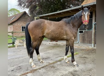 Koń hanowerski Mix, Wałach, 3 lat, 164 cm, Ciemnogniada