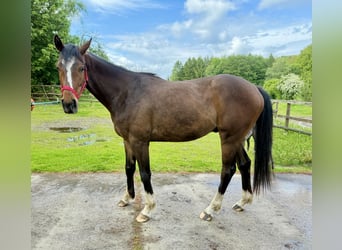 Koń hanowerski Mix, Wałach, 3 lat, 164 cm, Ciemnogniada
