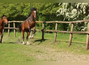 Koń hanowerski Mix, Wałach, 3 lat, 164 cm, Ciemnogniada