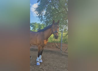 Koń hanowerski, Wałach, 3 lat, 164 cm, Gniada