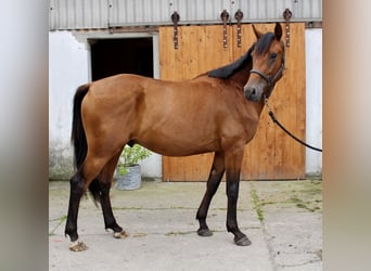 Koń hanowerski, Wałach, 3 lat, 164 cm, Gniada