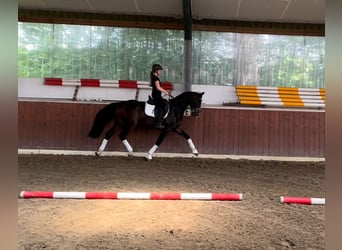 Koń hanowerski, Wałach, 3 lat, 165 cm, Skarogniada