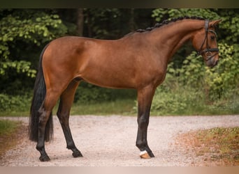 Koń hanowerski, Wałach, 3 lat, 166 cm, Gniada