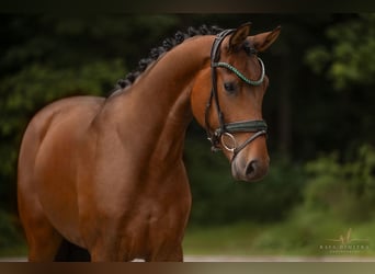Koń hanowerski, Wałach, 3 lat, 166 cm, Gniada