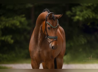 Koń hanowerski, Wałach, 3 lat, 166 cm, Gniada