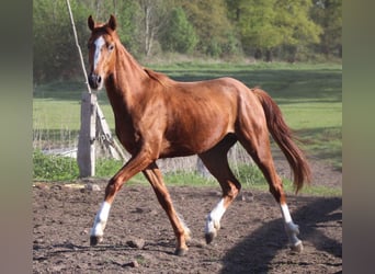 Koń hanowerski, Wałach, 3 lat, 166 cm, Kasztanowata