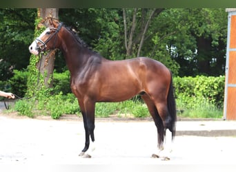 Koń hanowerski, Wałach, 3 lat, 167 cm, Ciemnogniada