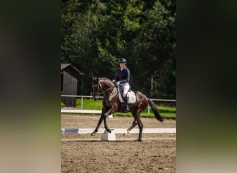 Koń hanowerski, Wałach, 3 lat, 167 cm, Kara