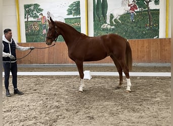 Koń hanowerski, Wałach, 3 lat, 167 cm, Kasztanowata